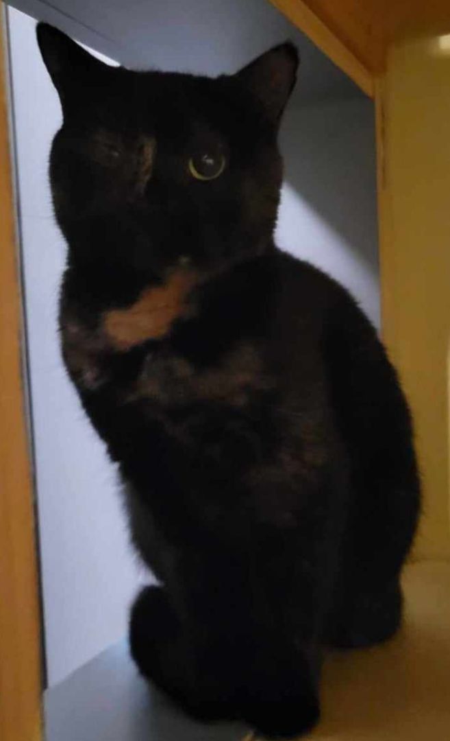 Scribbles, an adoptable Domestic Short Hair in Milford, MI_image-1