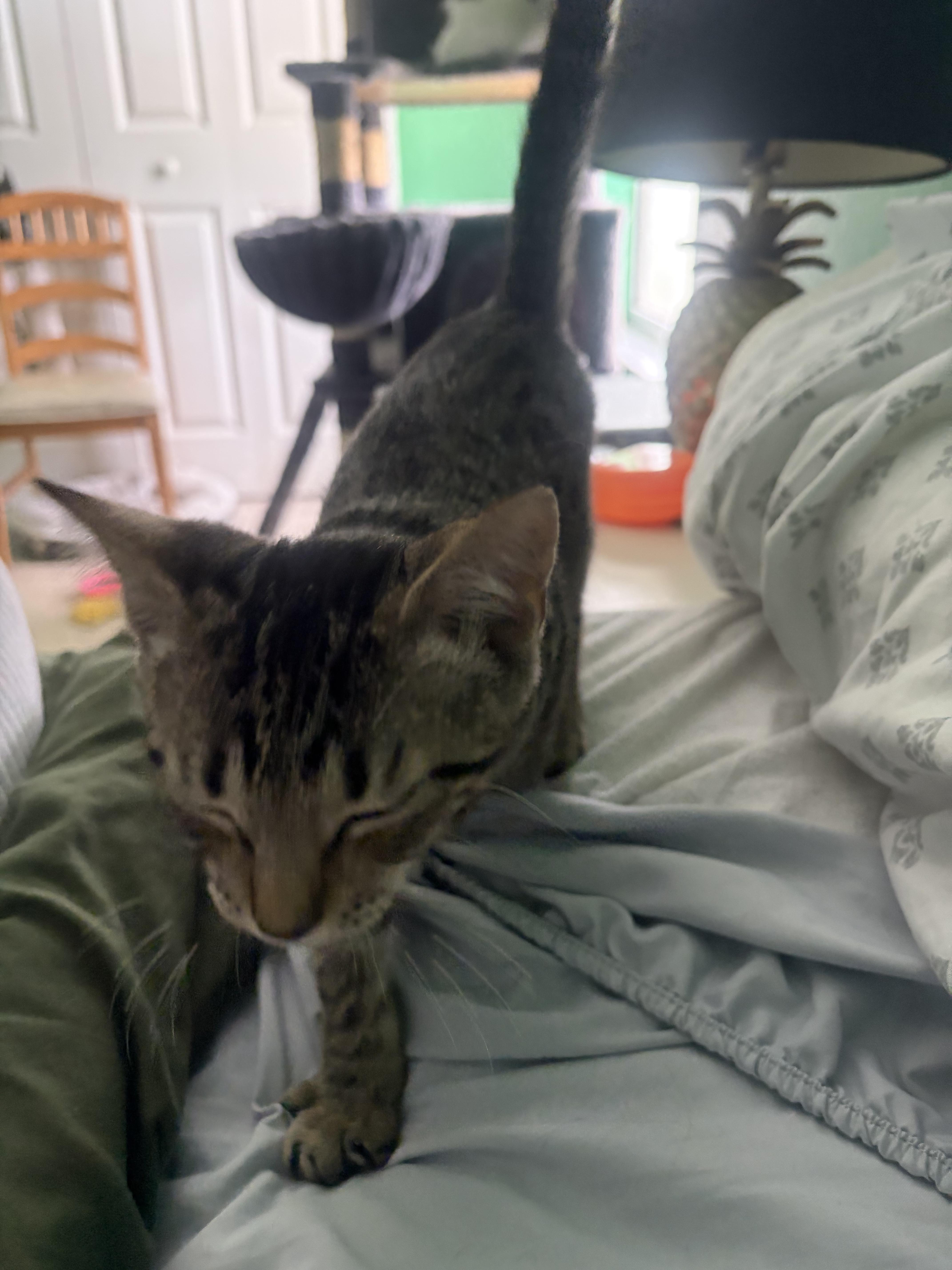 Queso, a Adoptable Domestic Short Hair in Boston, MA image 3/6
