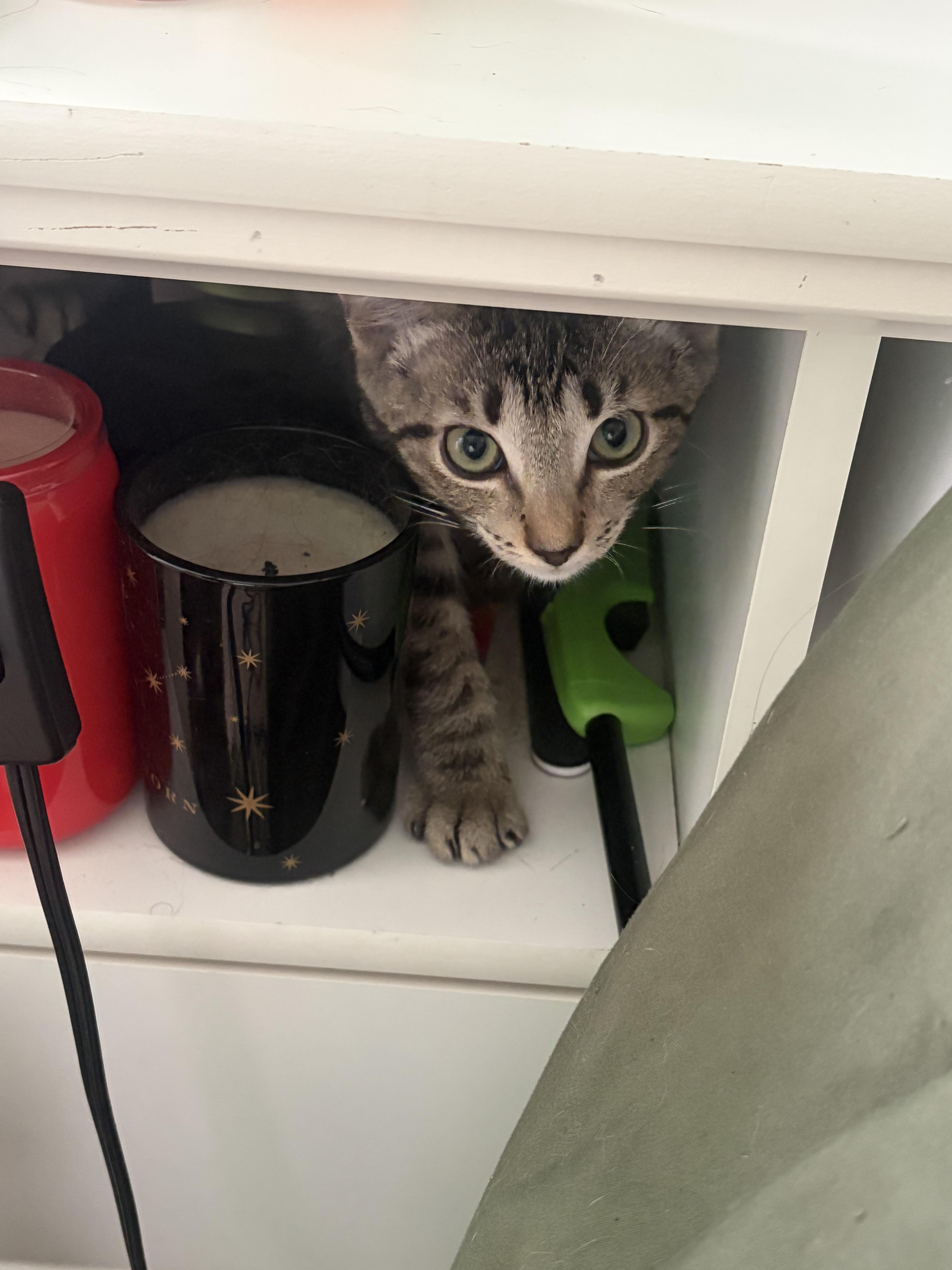 Queso, a Adoptable Domestic Short Hair in Boston, MA image 6/6