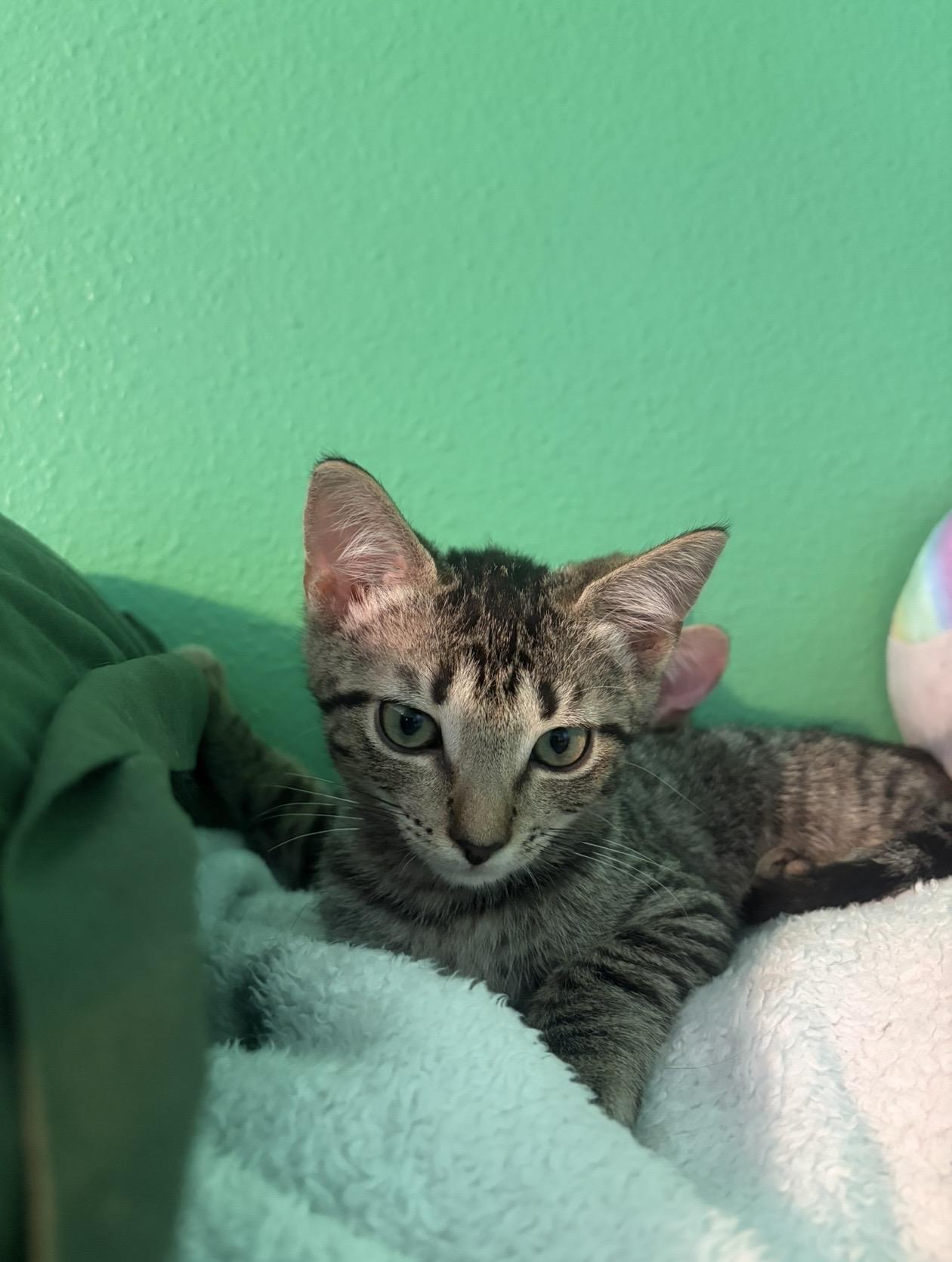 Queso, Adoptable, Kitten Male Domestic Short Hair.