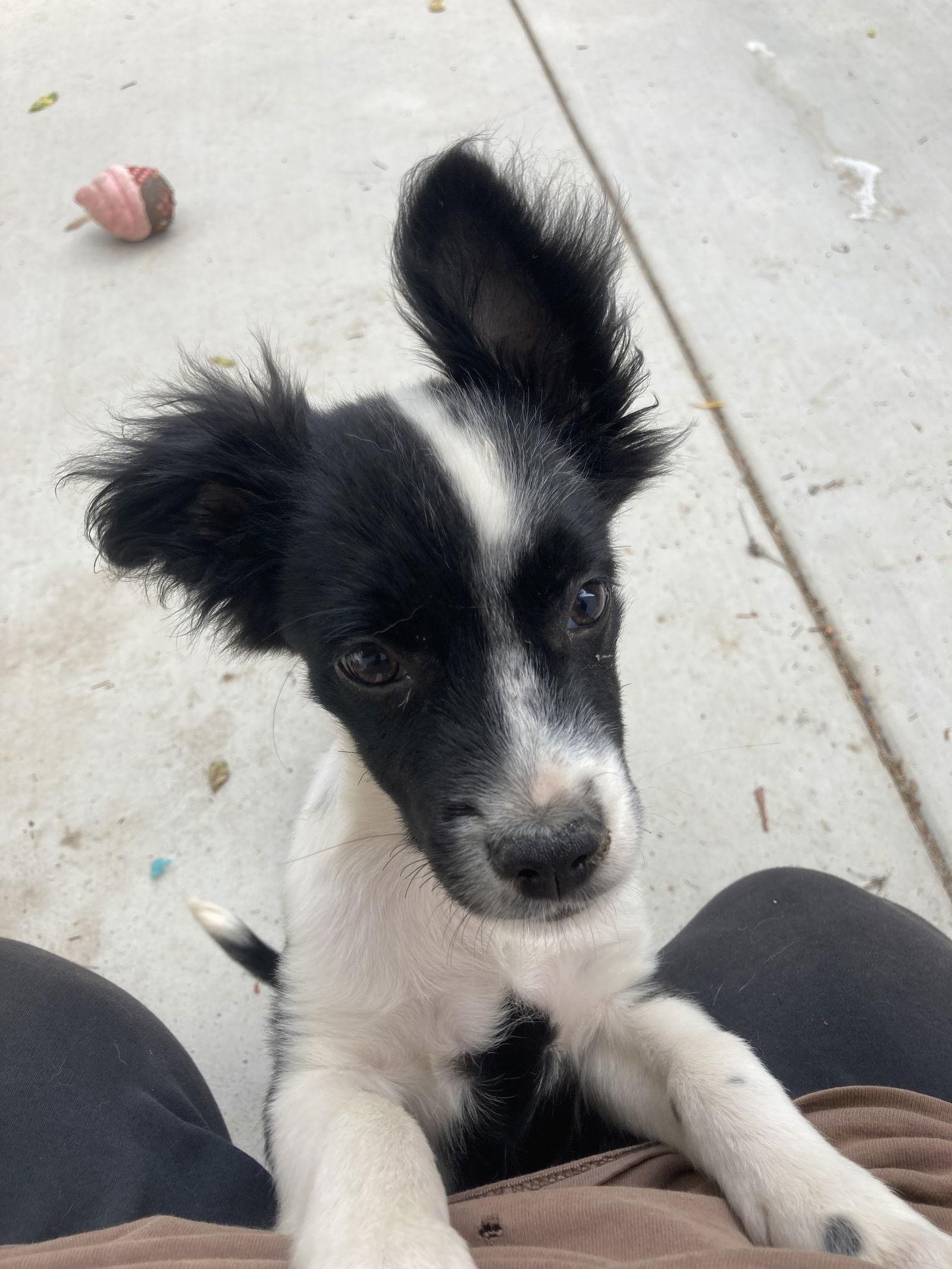 Ezequiel, a Adopted mixed breed in San Diego, CA image 1/3