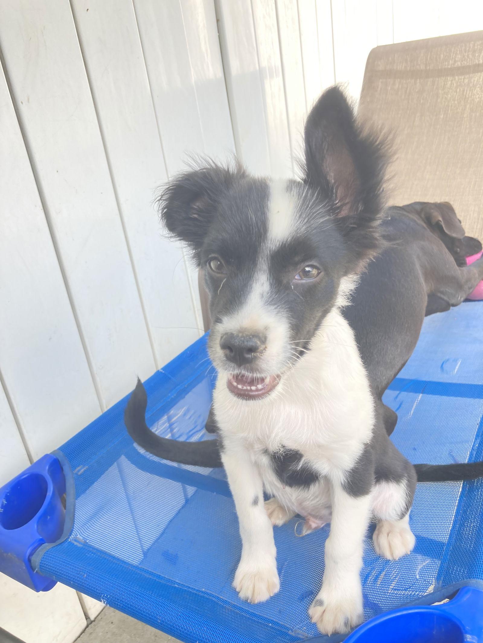 Ezequiel, a Adopted mixed breed in San Diego, CA image 2/3