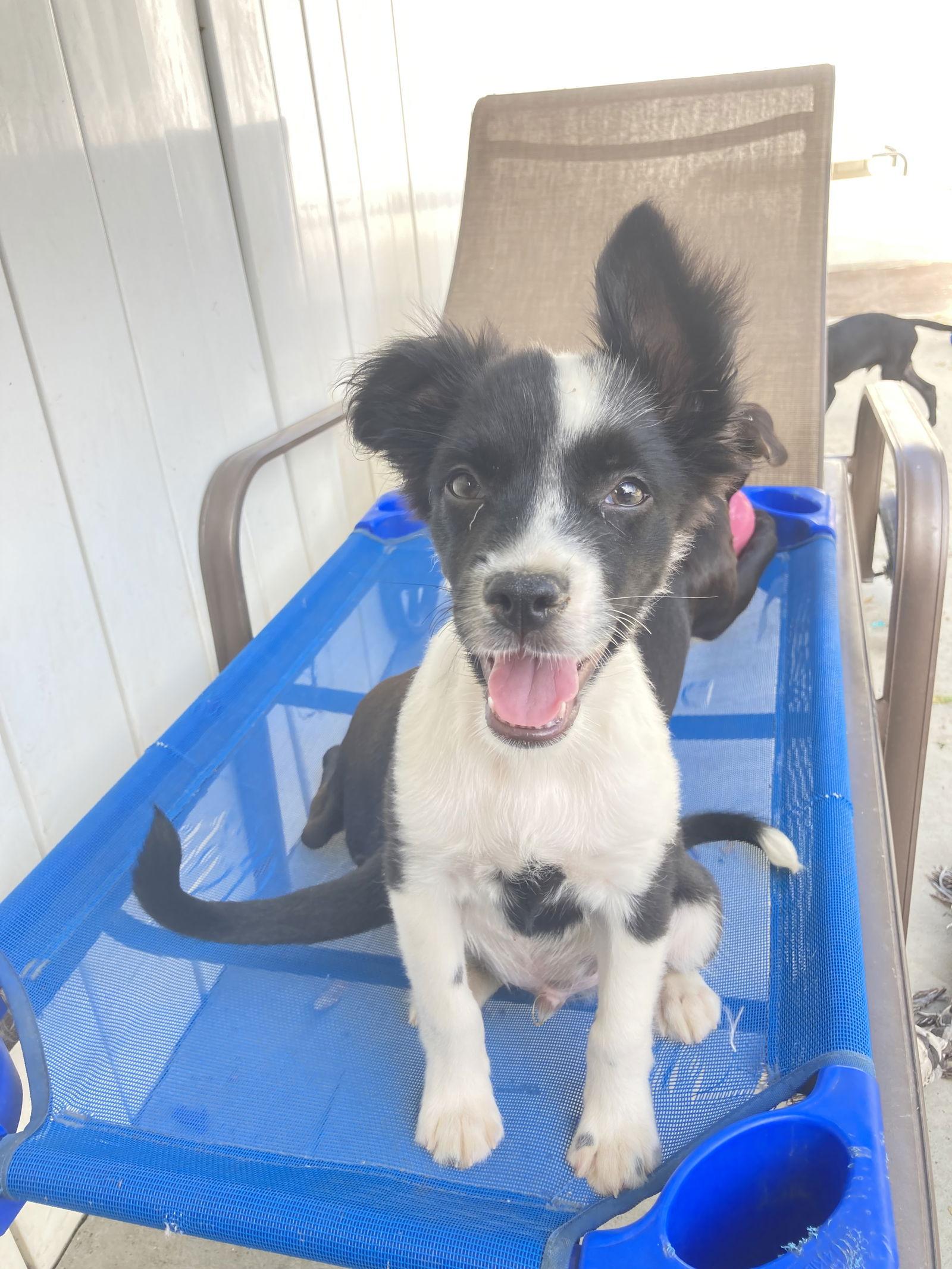 Ezequiel, a Adopted mixed breed in San Diego, CA image 3/3