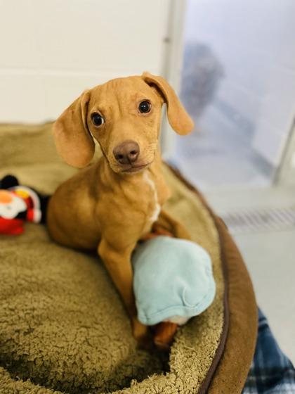 Heebie Jeebie, Adoptable, Adult Female Dachshund & Mixed Breed.