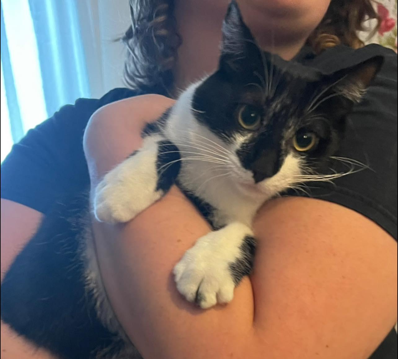 Nesta, Baby Female Domestic Short Hair
