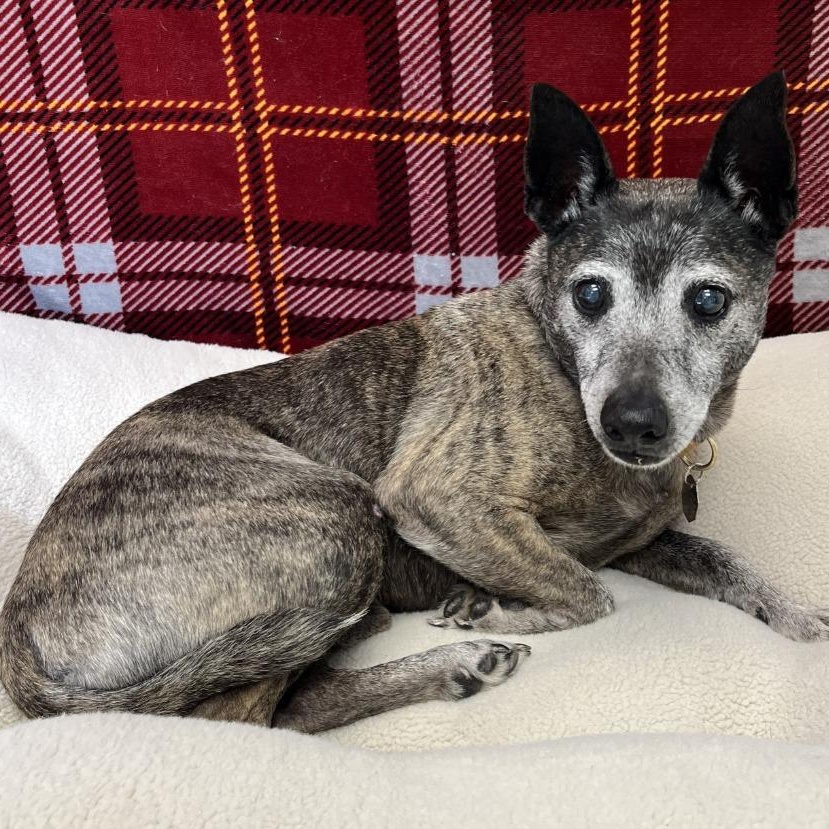 Enlarge Rex, a ADOPTABLE Basenji in Benld, IL image 1/1