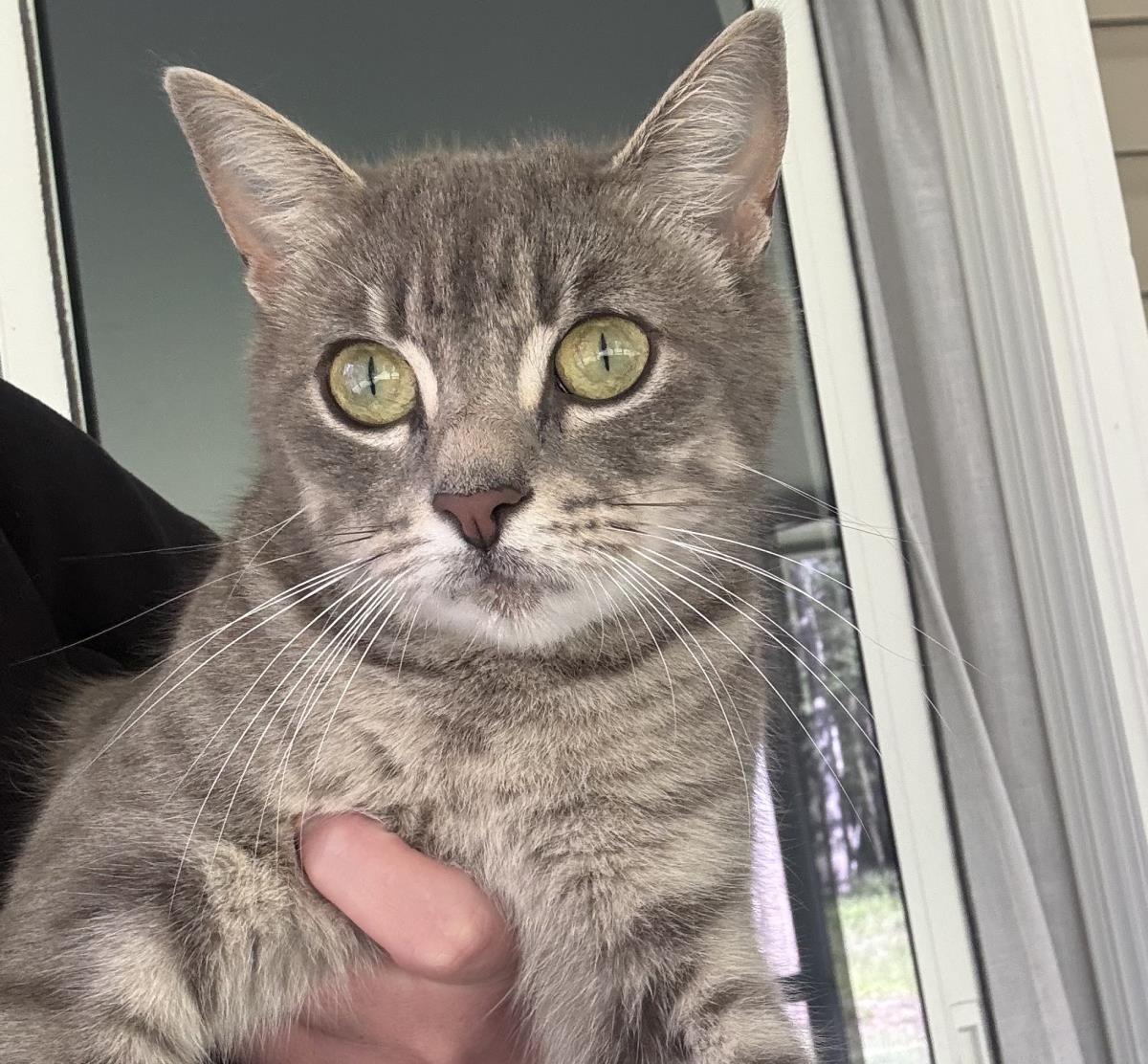 Kitty, Adoptable, Young Female Domestic Short Hair.
