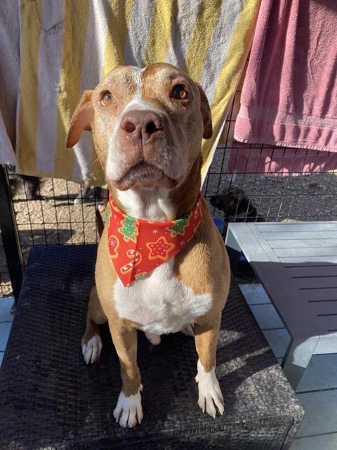 NAVAJO, Adoptable, Adult Male American Staffordshire Terrier.