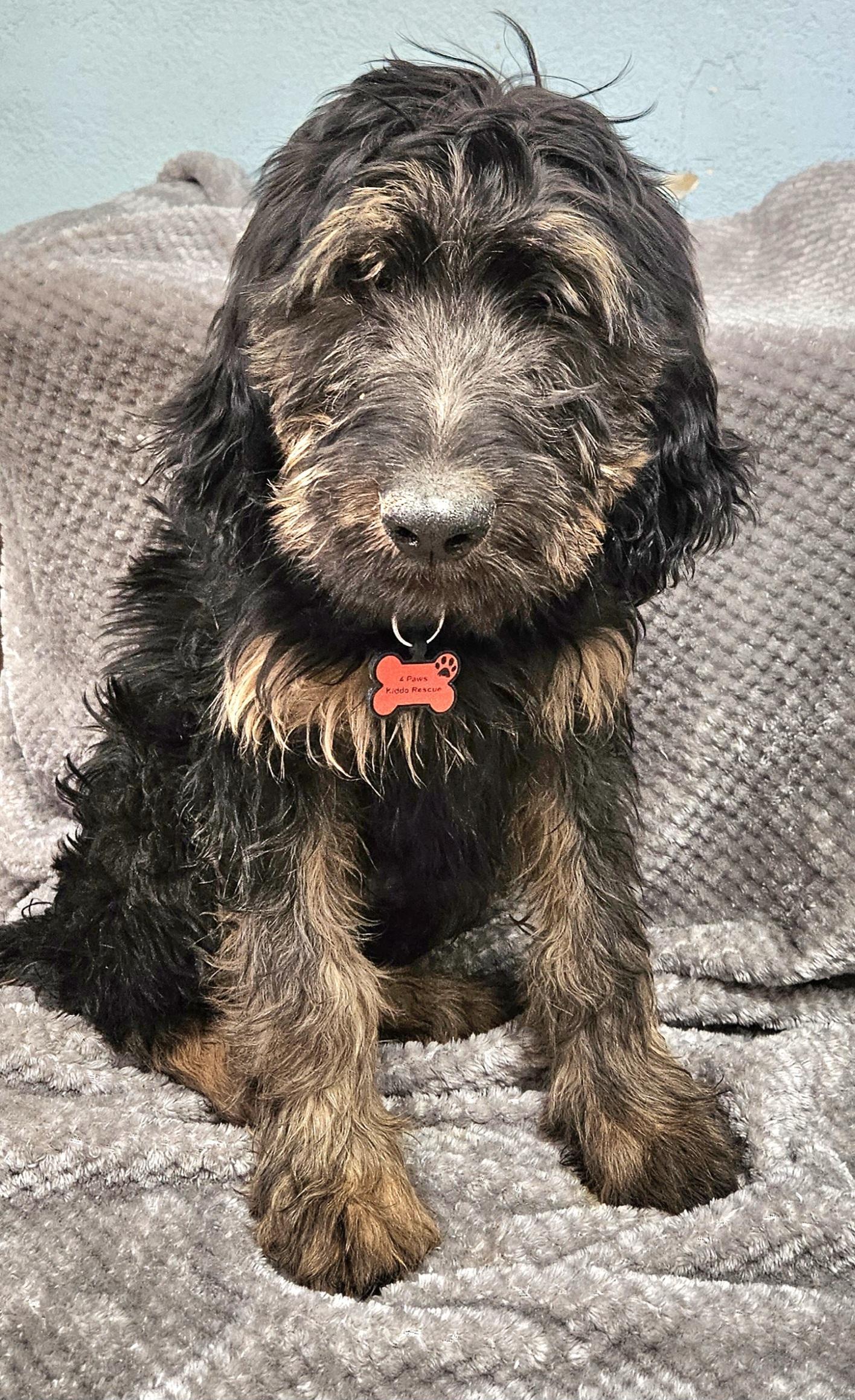 Magnus Maximus photo 3