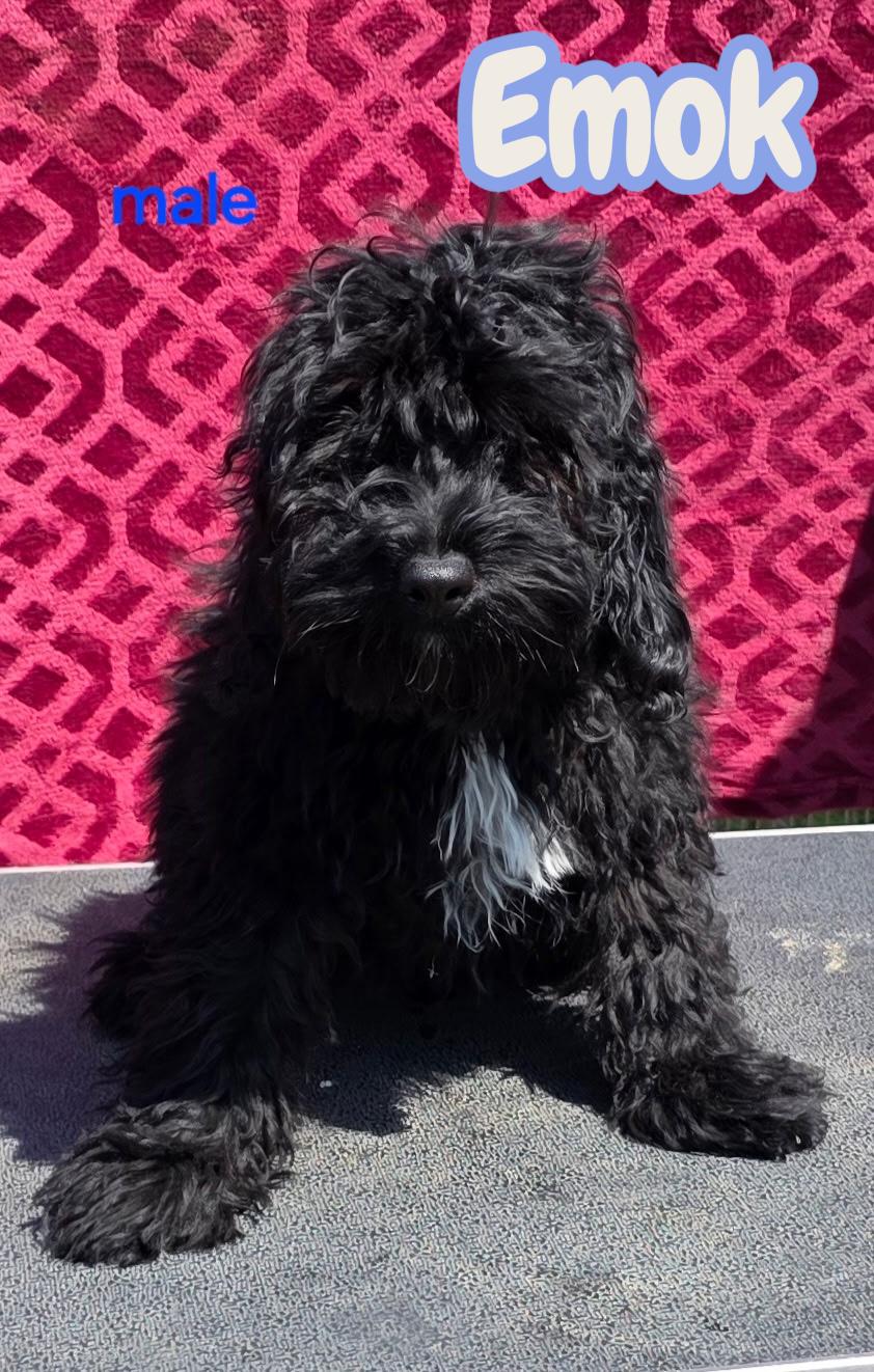 Enlarge Emok , an adopted Cockapoo in South Amboy, NJ image 1/1