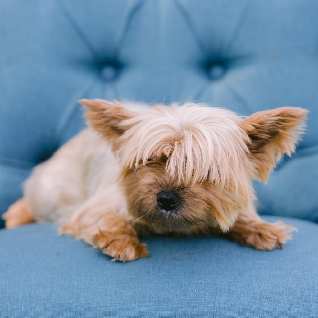 Adelle, an adopted Yorkshire Terrier in Zionsville, IN_image-1