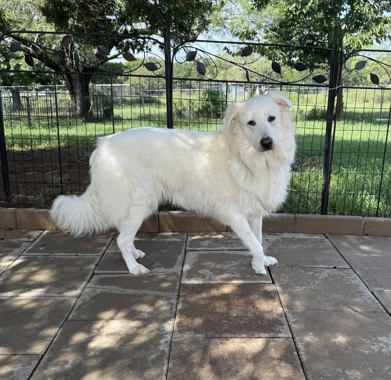 Sophie — thumbnail 4