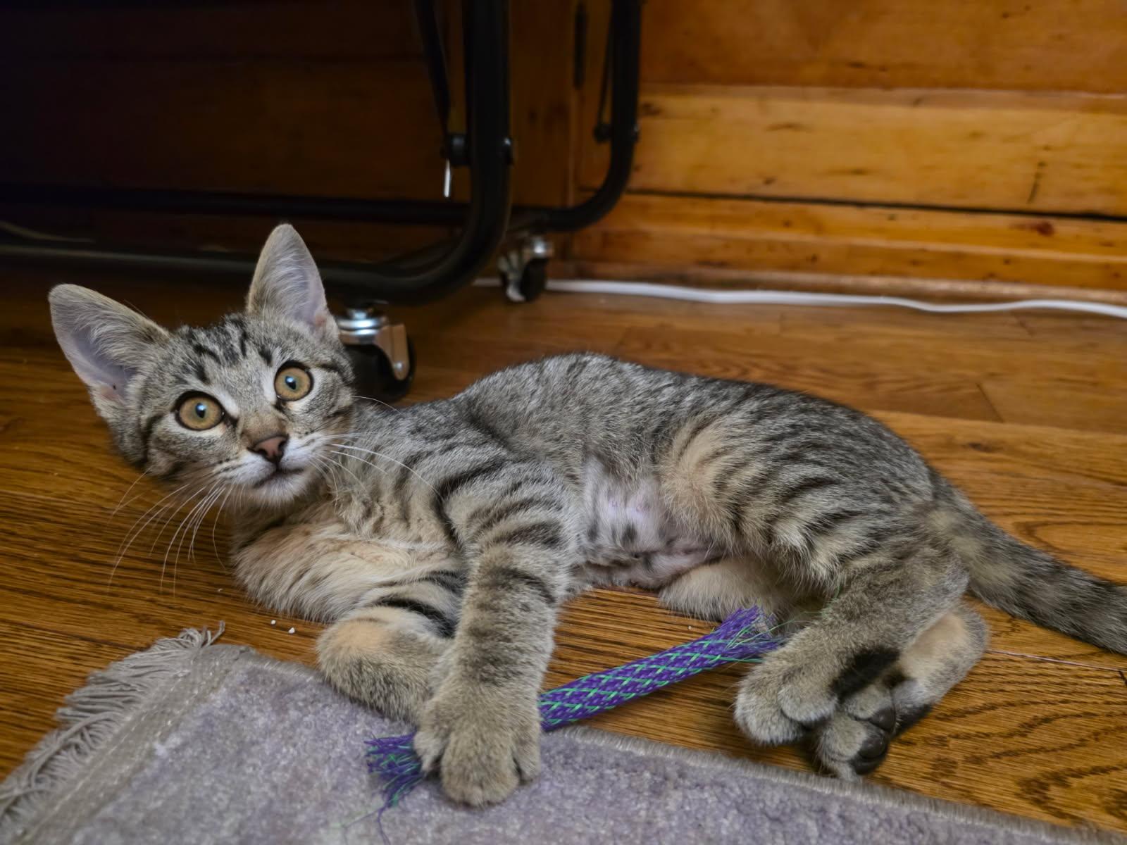 Enlarge Mrs. Darling, a Adoptable Domestic Short Hair in South Pasadena, CA image 1/1