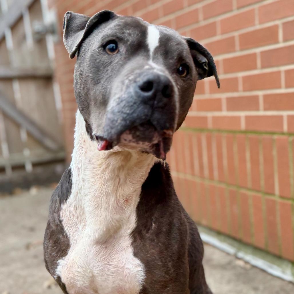 Eeyore, Adoptable, Senior Male Pit Bull Terrier.