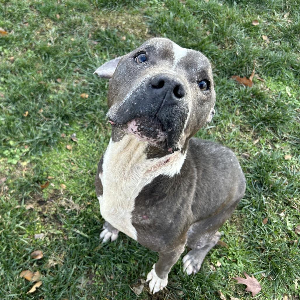 Eeyore, Adoptable, Senior Male Pit Bull Terrier.