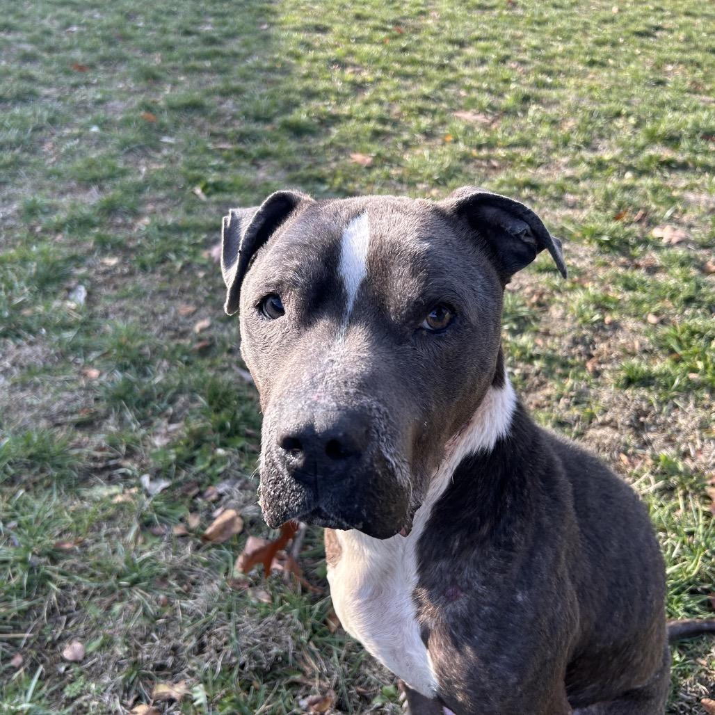 Eeyore, Adoptable, Senior Male Pit Bull Terrier.