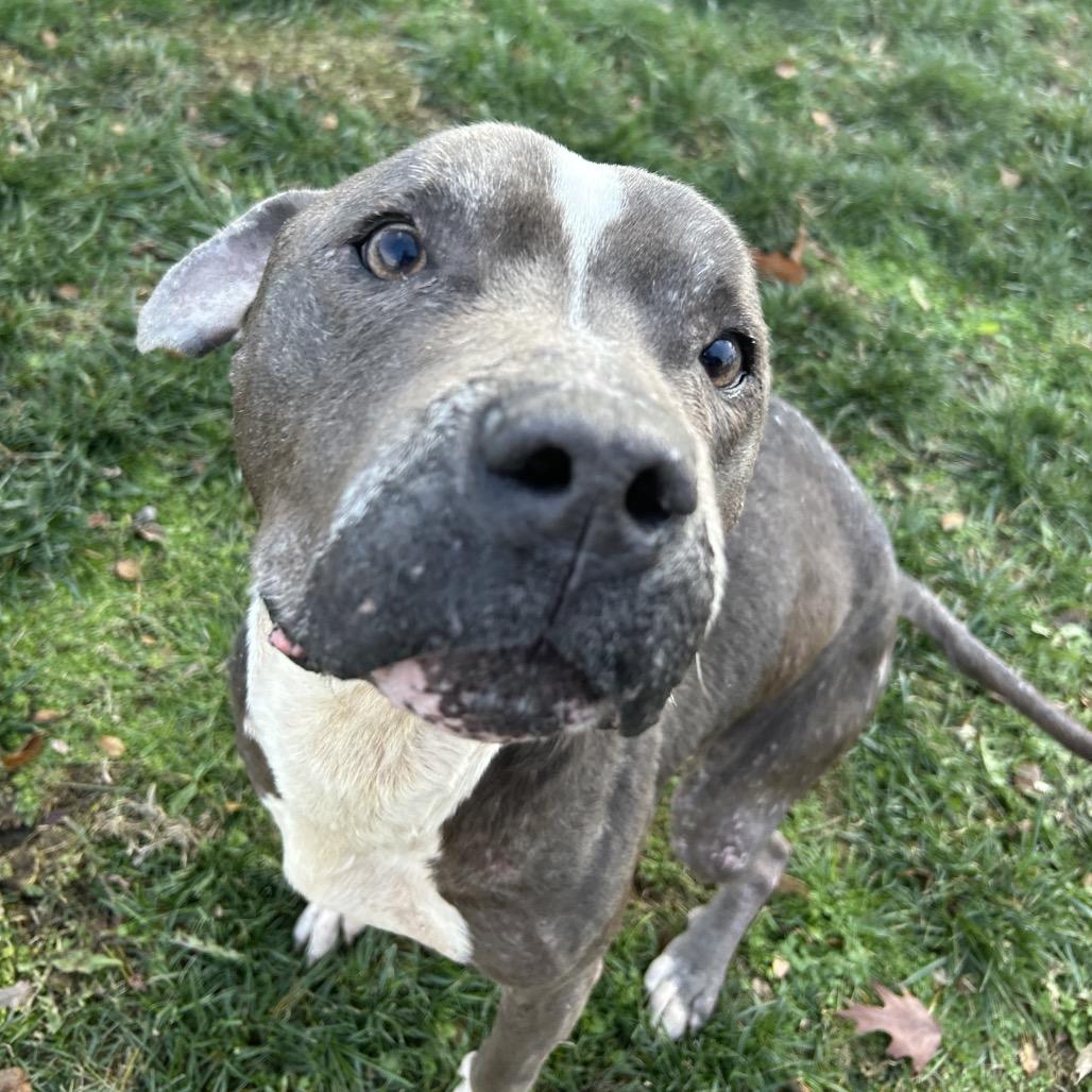 Enlarge Eeyore, a Adoptable Pit Bull Terrier in Dayton, OH image 3/6