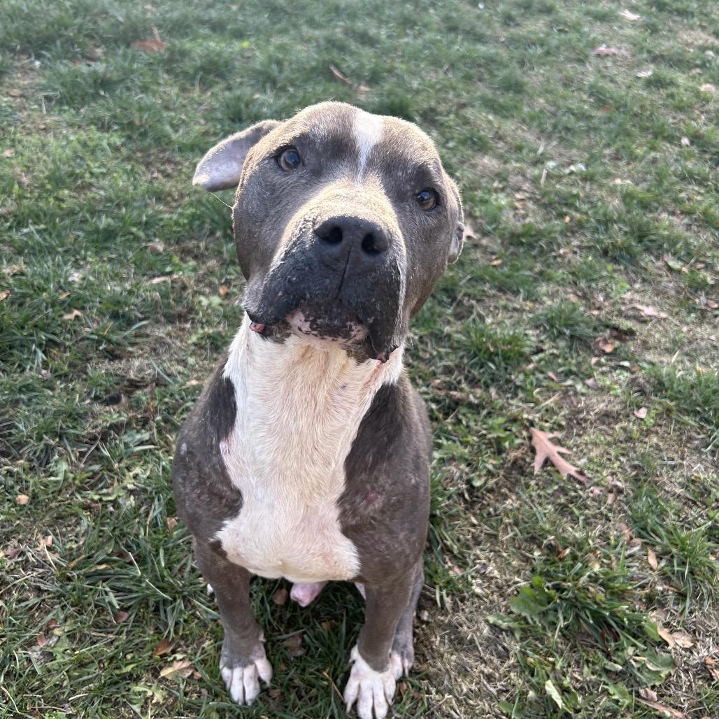 Enlarge Eeyore, a Adoptable Pit Bull Terrier in Dayton, OH image 4/6