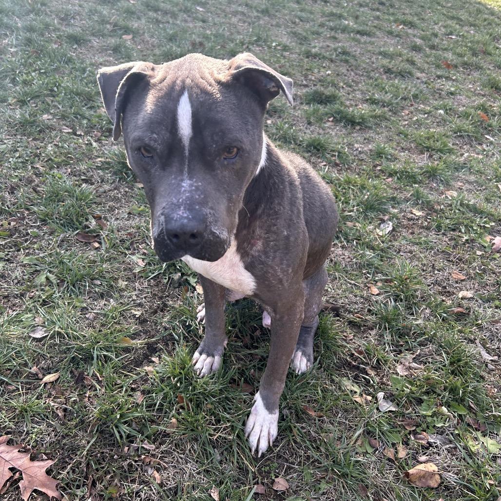 Enlarge Eeyore, a Adoptable Pit Bull Terrier in Dayton, OH image 5/6