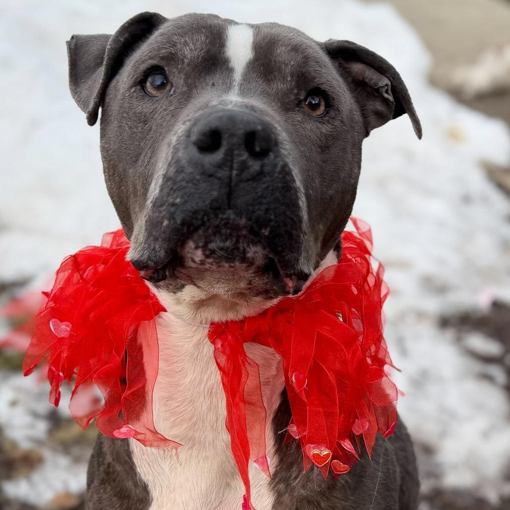 Enlarge Eeyore, a Adoptable Pit Bull Terrier in Dayton, OH image 5/6