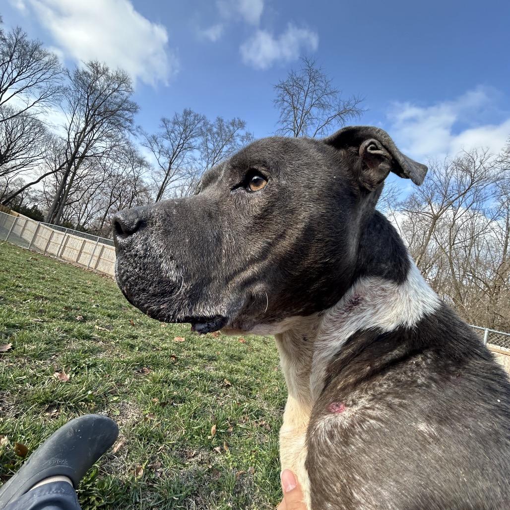 Enlarge Eeyore, a Adoptable Pit Bull Terrier in Dayton, OH image 6/6