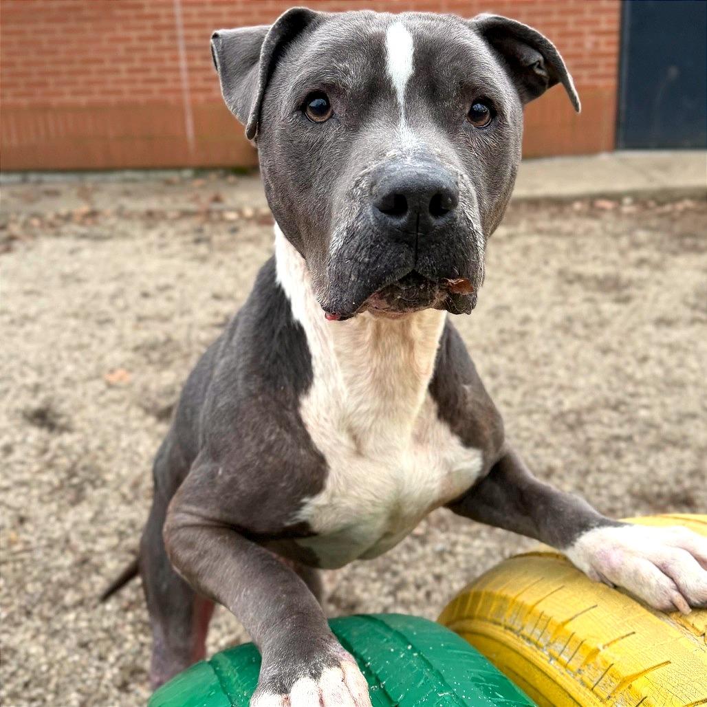 Enlarge Eeyore, a Adoptable Pit Bull Terrier in Dayton, OH image 6/6