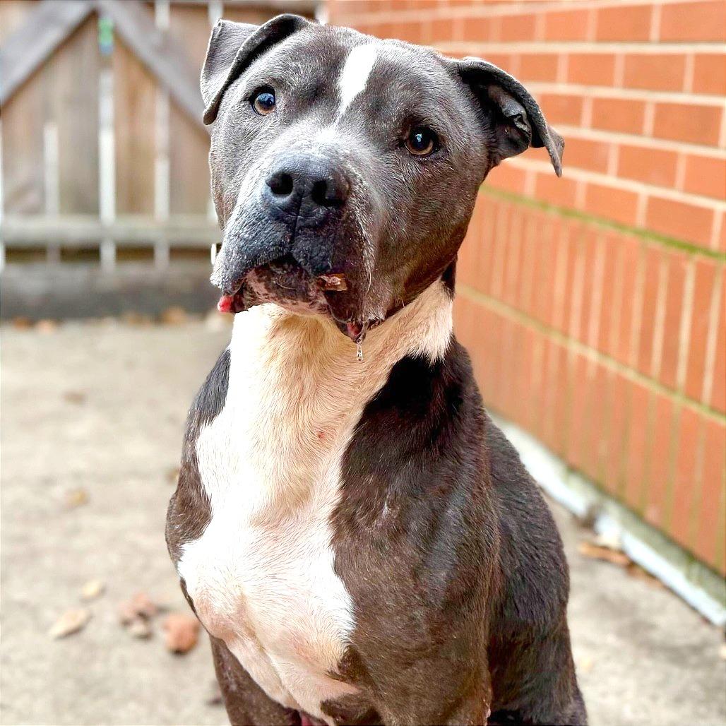 Enlarge Eeyore, a Adoptable Pit Bull Terrier in Dayton, OH image 6/6