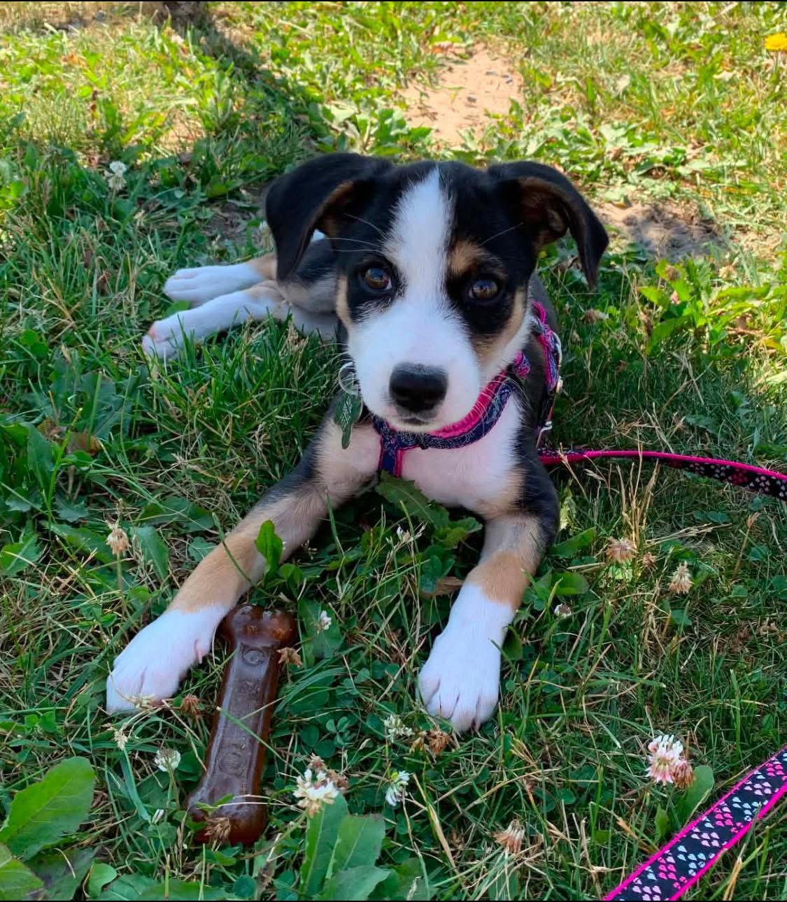 Lottie 4805, a Adopted mixed breed in Pickering, ON image 2/3