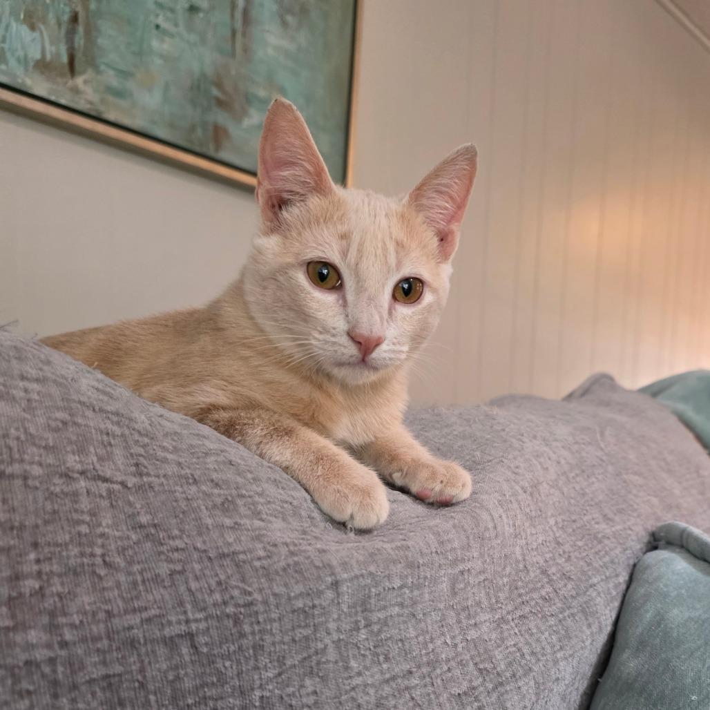 Taco, Adoptable, Kitten Male Domestic Short Hair.