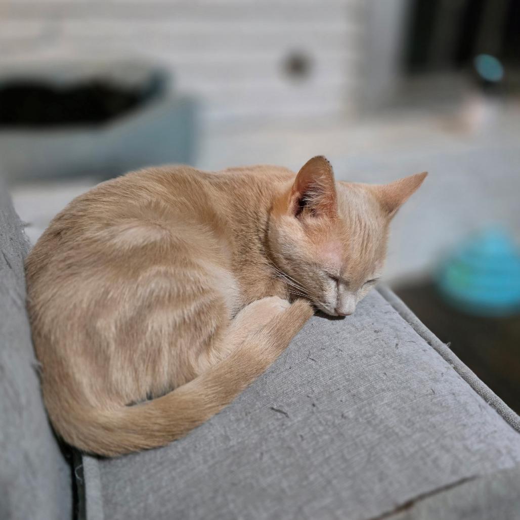 Enlarge Taco, a Adoptable Domestic Short Hair in Fort Worth, TX image 2/6