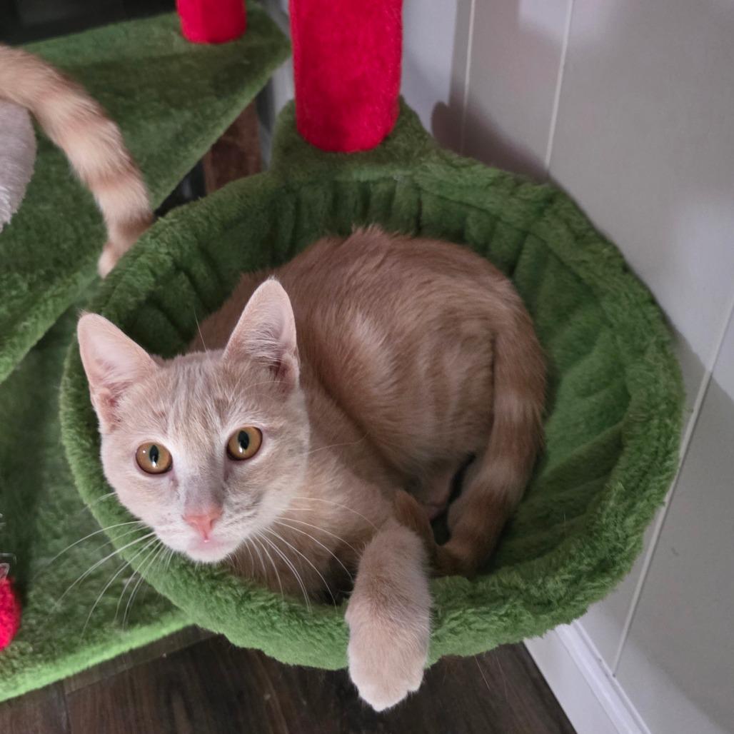 Enlarge Taco, a Adoptable Domestic Short Hair in Fort Worth, TX image 3/6