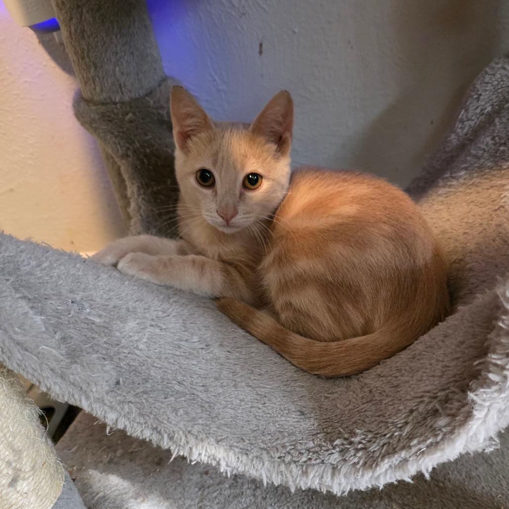 Enlarge Taco, a Adoptable Domestic Short Hair in Fort Worth, TX image 5/6