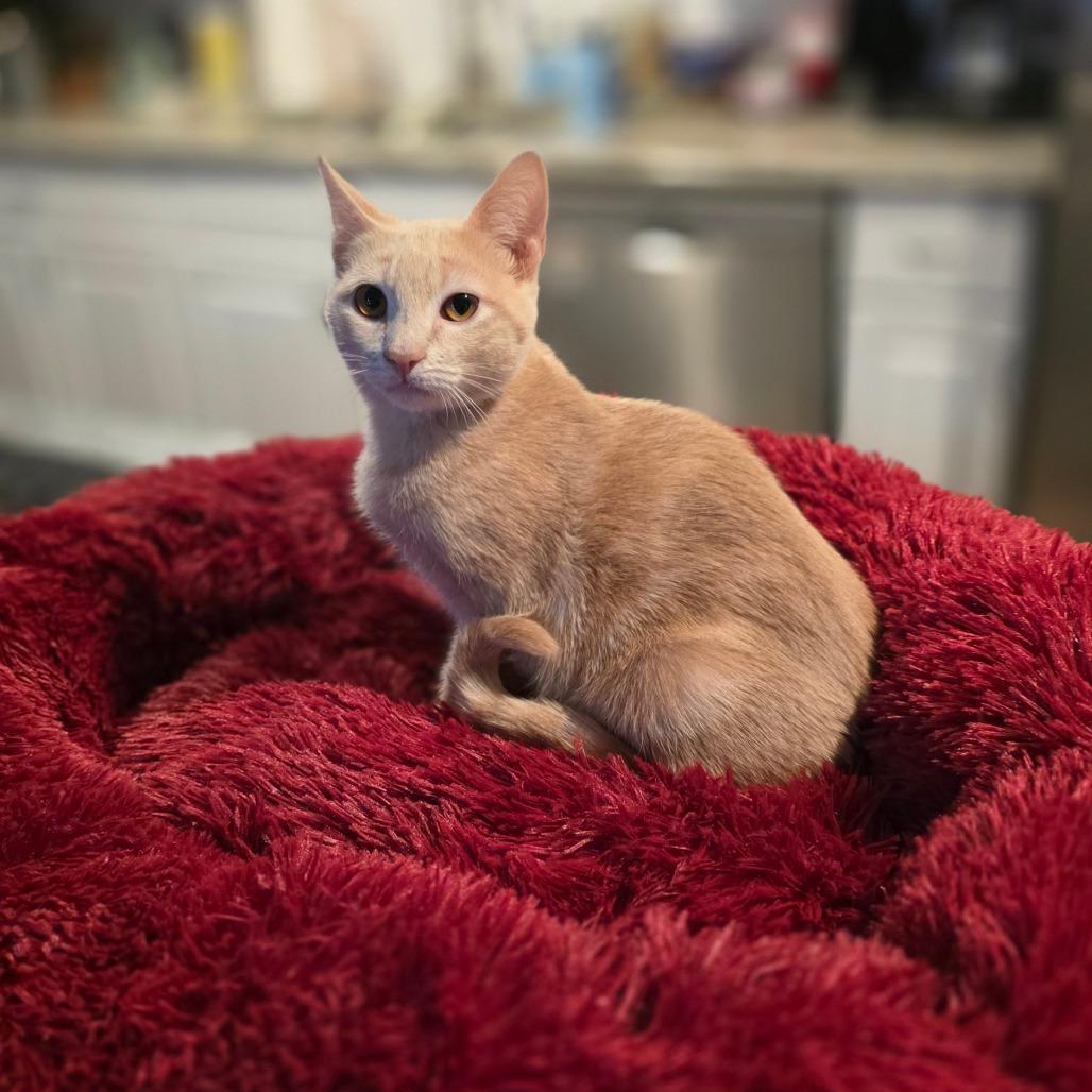 Enlarge Taco, a Adoptable Domestic Short Hair in Fort Worth, TX image 6/6