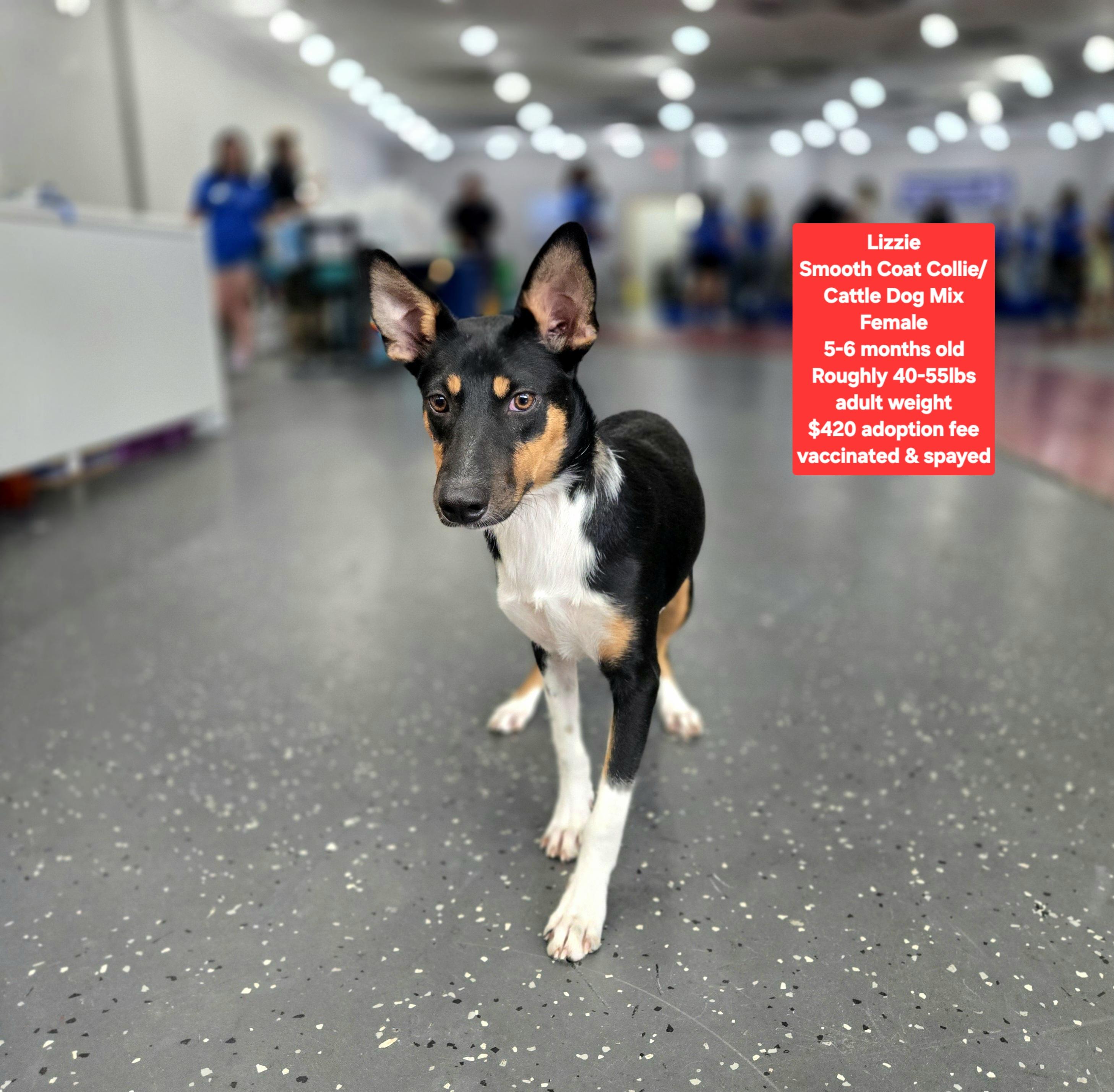 Lizzie, ADOPTABLE, Puppy Female Cattle Dog & Smooth Collie.
