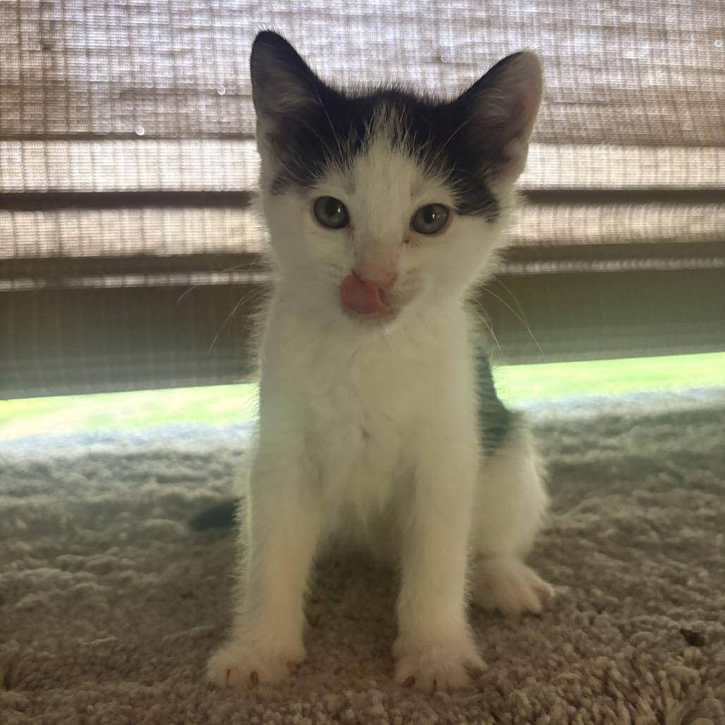 Kenobi, Adoptable, Kitten Male Domestic Short Hair.