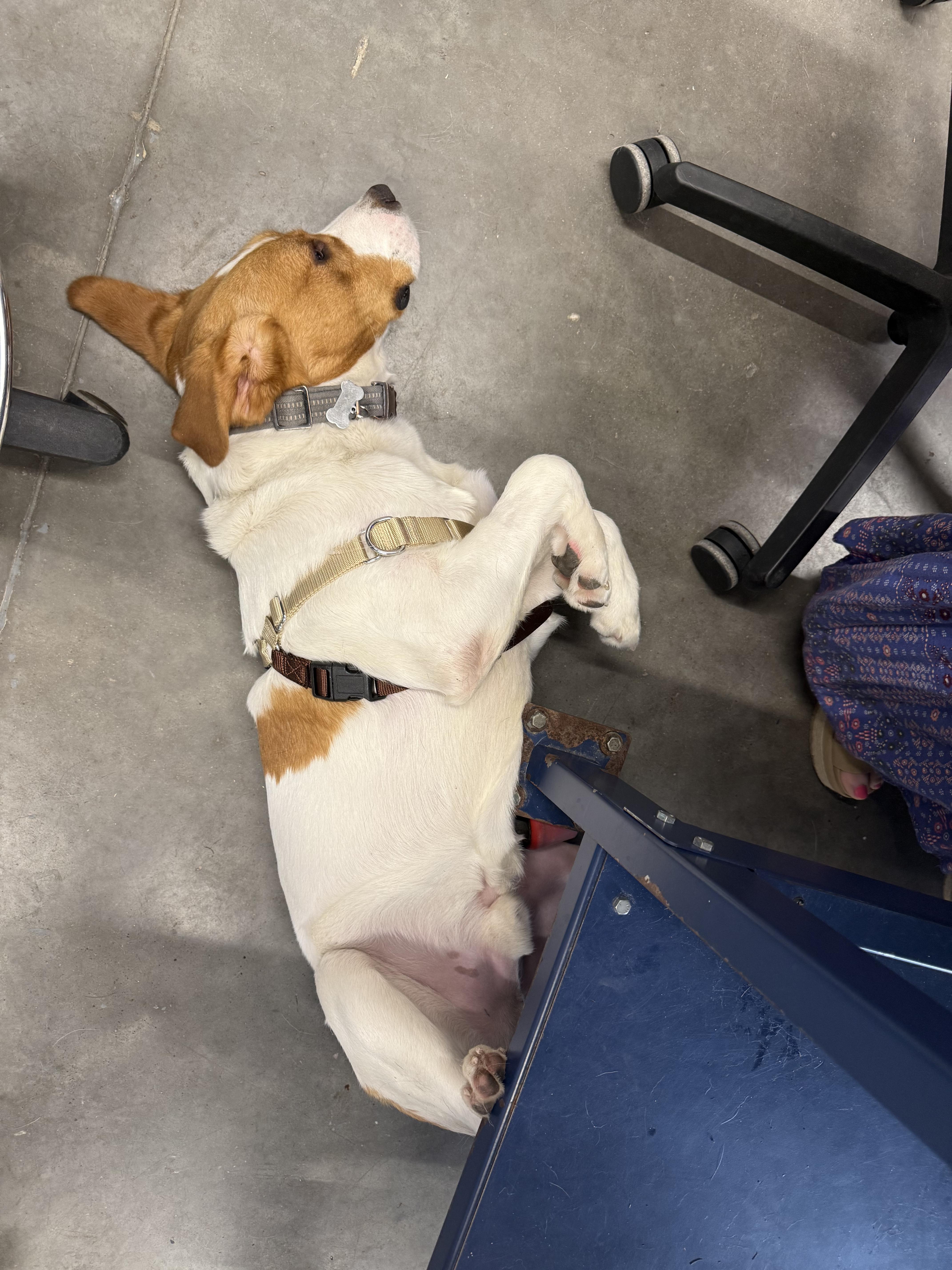 Enlarge Sebastian, a ADOPTABLE Mixed Breed in Mount Pleasant, SC image 6/6