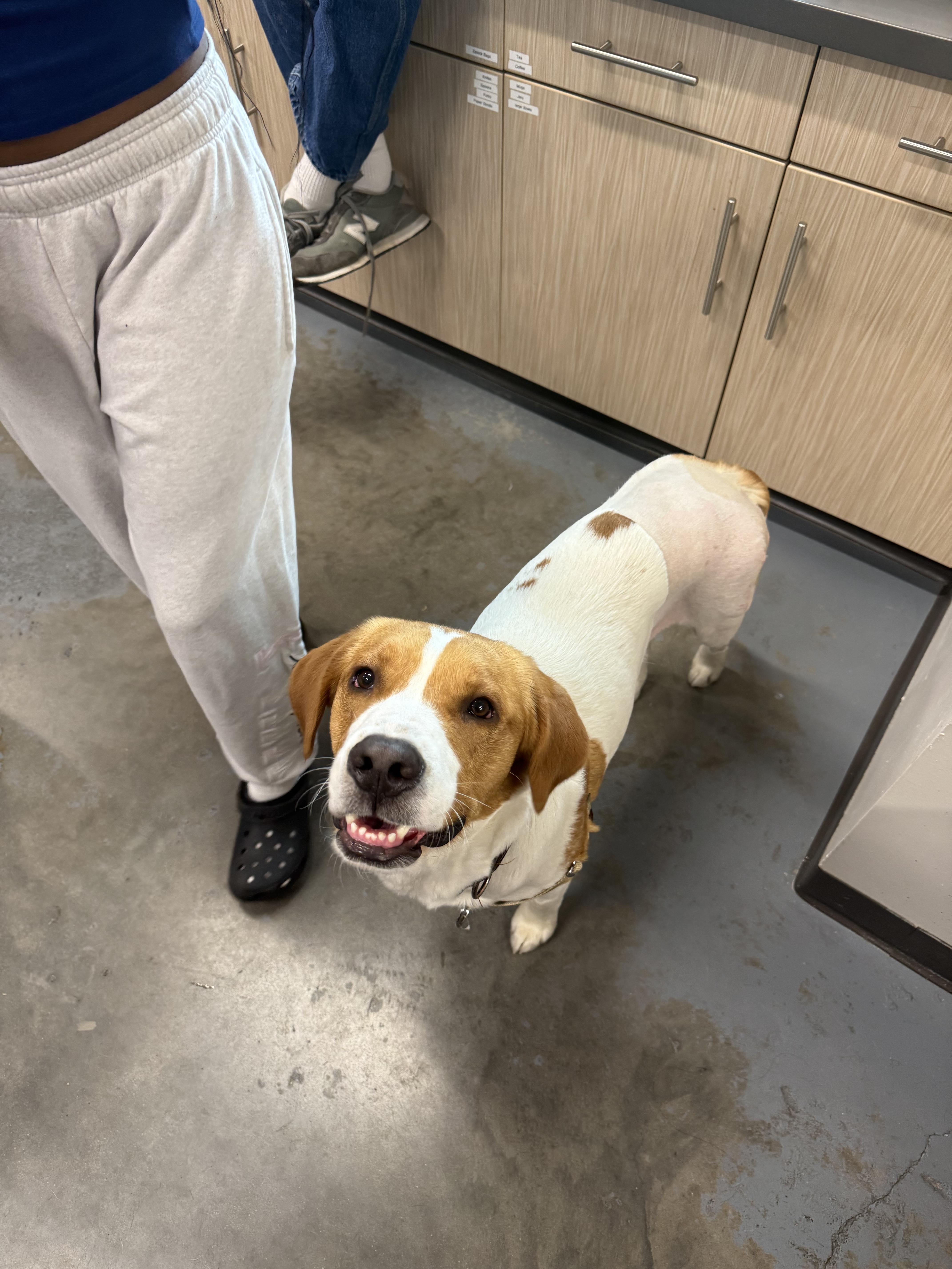 Enlarge Sebastian, a ADOPTABLE Mixed Breed in Mount Pleasant, SC image 3/6