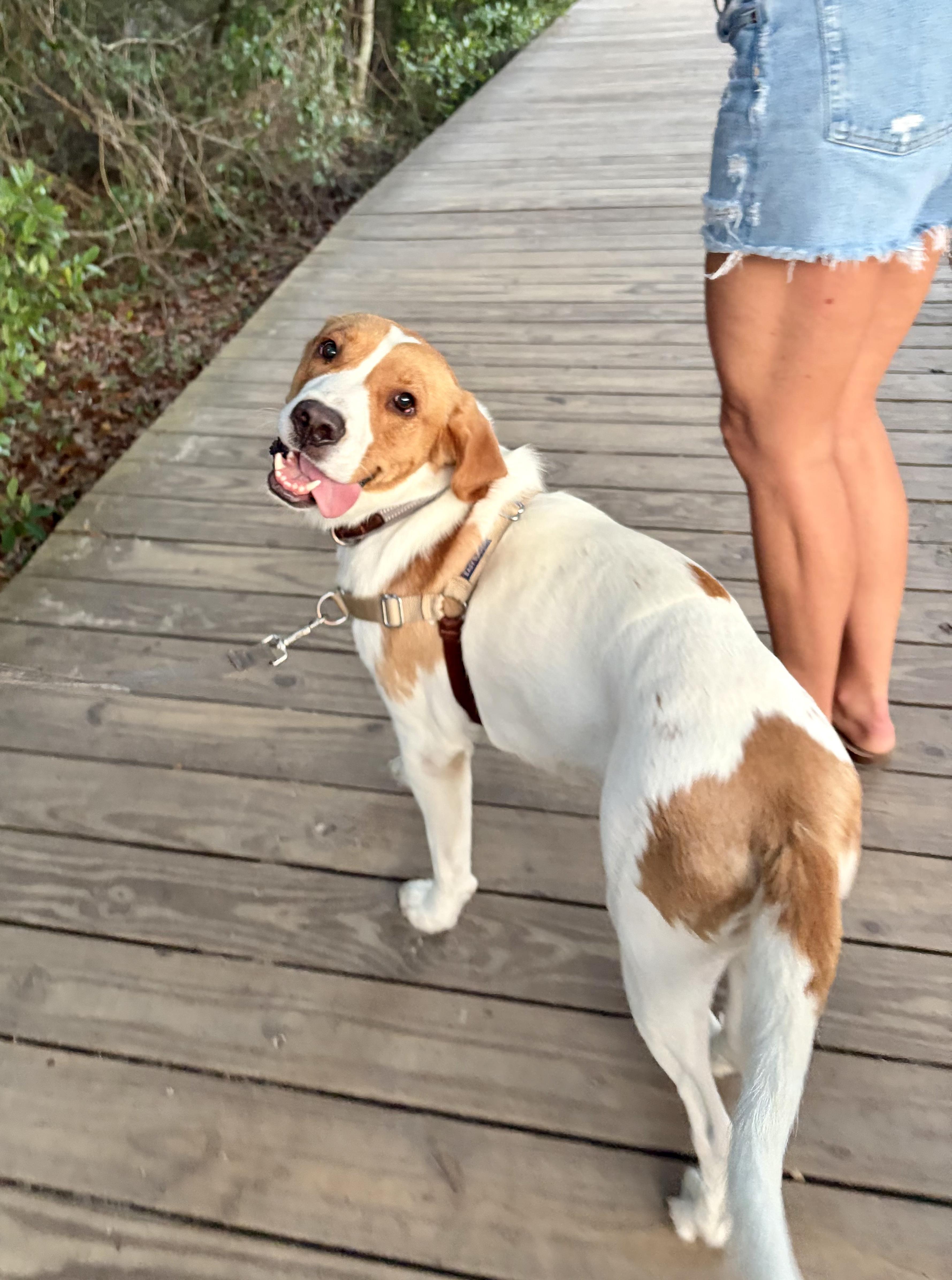 Sebastian, ADOPTABLE, Adult Male Mixed Breed.