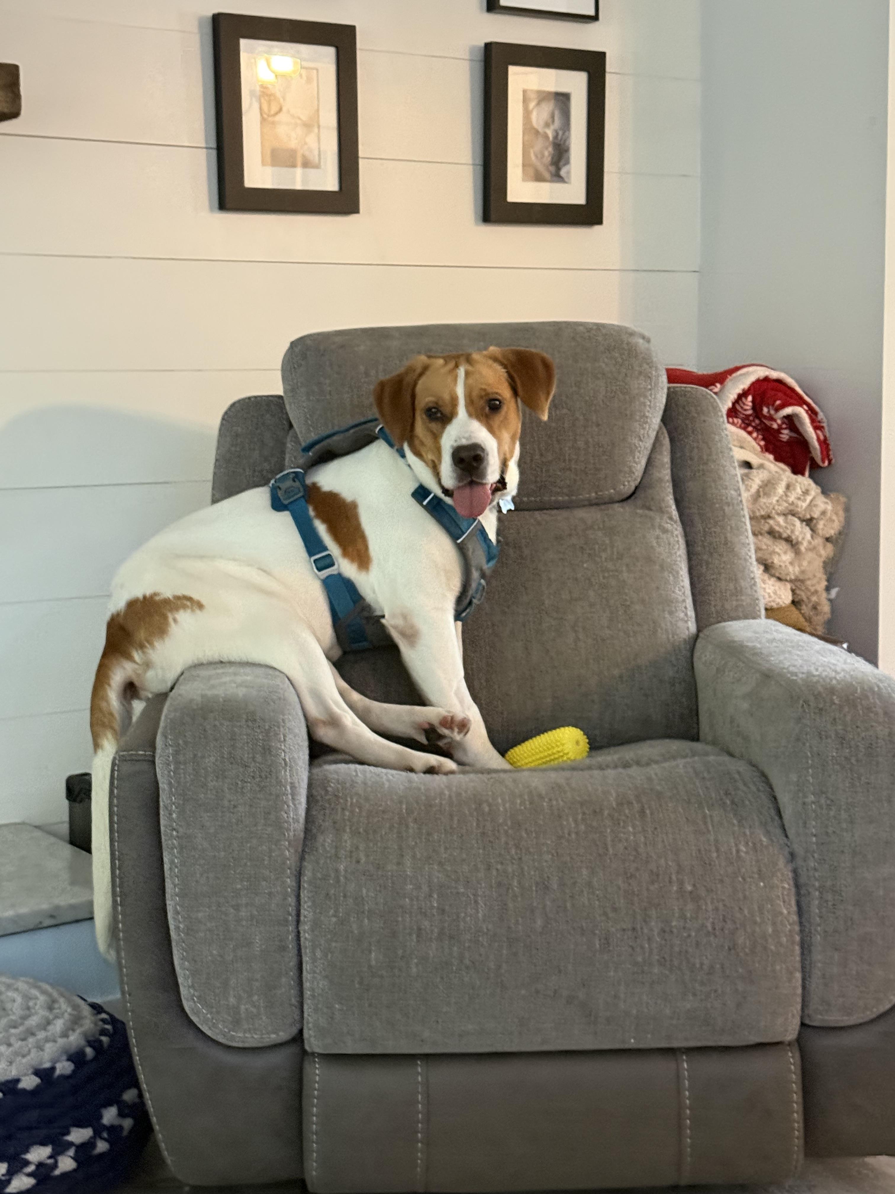 Enlarge Sebastian, a ADOPTABLE Mixed Breed in Mount Pleasant, SC image 5/6