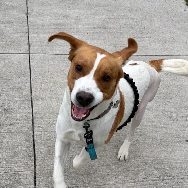 Enlarge Sebastian, a ADOPTABLE Mixed Breed in Mount Pleasant, SC image 2/6