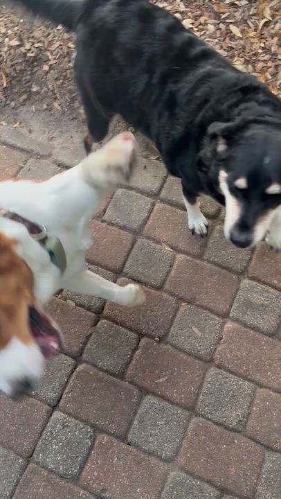 Enlarge Sebastian, a ADOPTABLE Mixed Breed in Mount Pleasant, SC video 4/6
