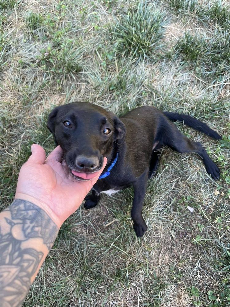 Hammer, a Adoptable mixed breed in Colorado Springs, CO image 1/6