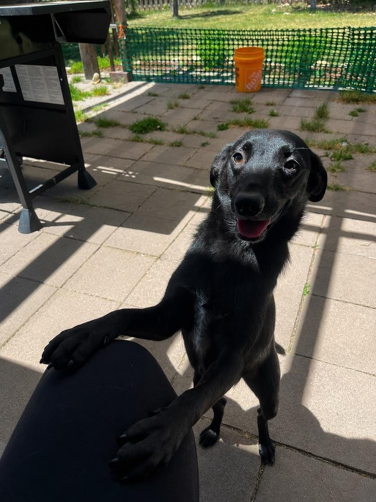 Hammer, a Adoptable mixed breed in Colorado Springs, CO image 2/6
