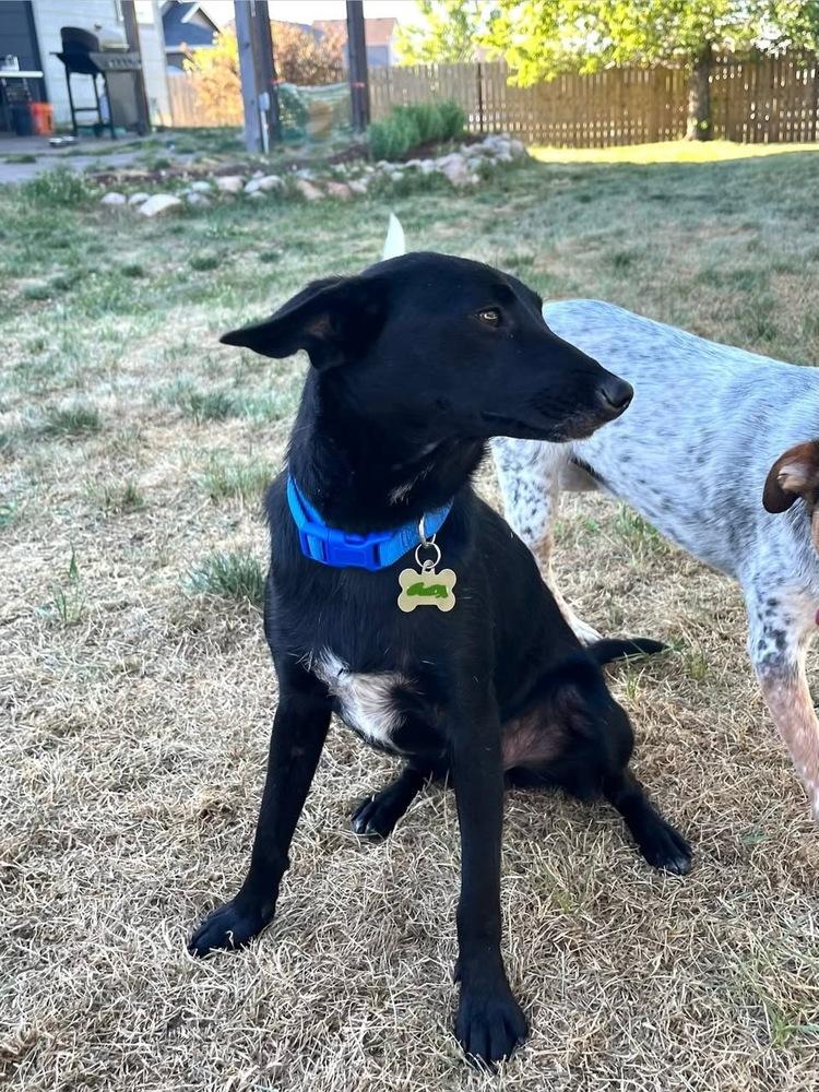 Hammer, a Adoptable mixed breed in Colorado Springs, CO image 3/6