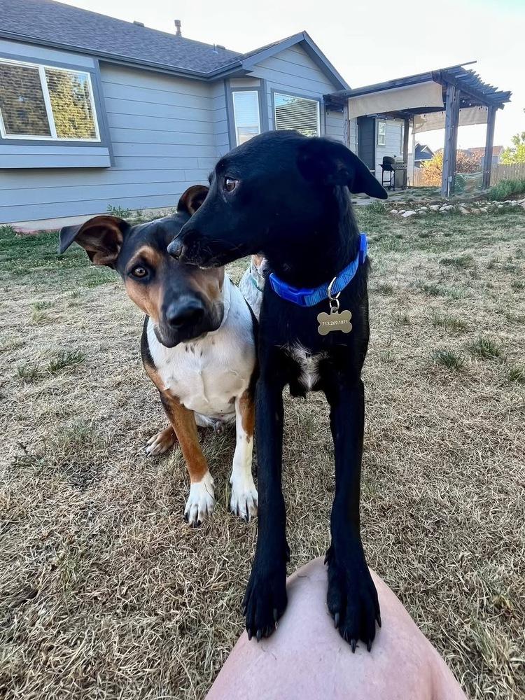 Hammer, a Adoptable mixed breed in Colorado Springs, CO image 4/6