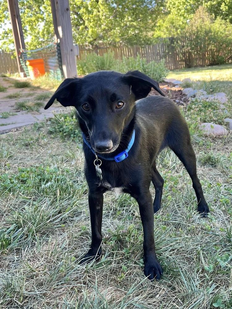Hammer, a Adoptable mixed breed in Colorado Springs, CO image 5/6