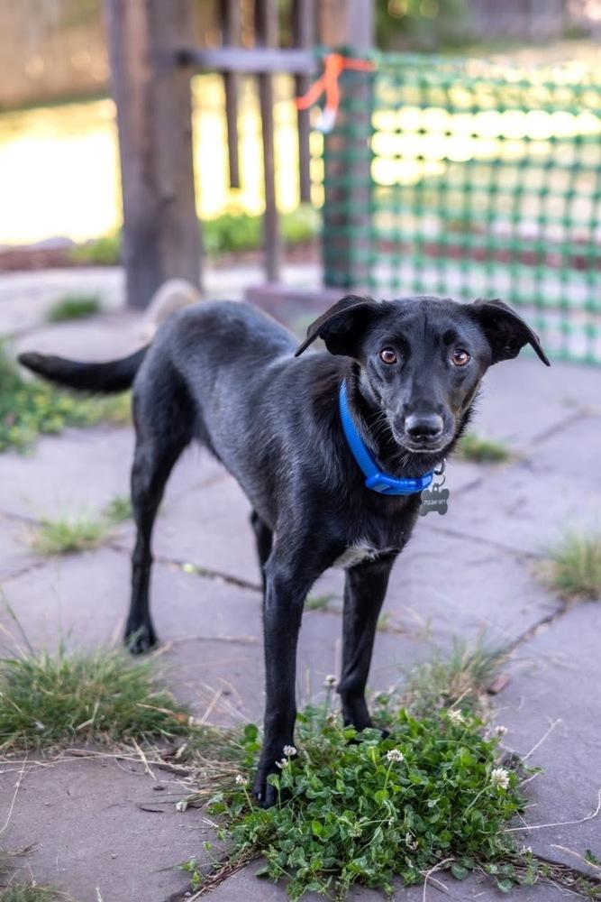 Hammer, a Adoptable mixed breed in Colorado Springs, CO image 6/6