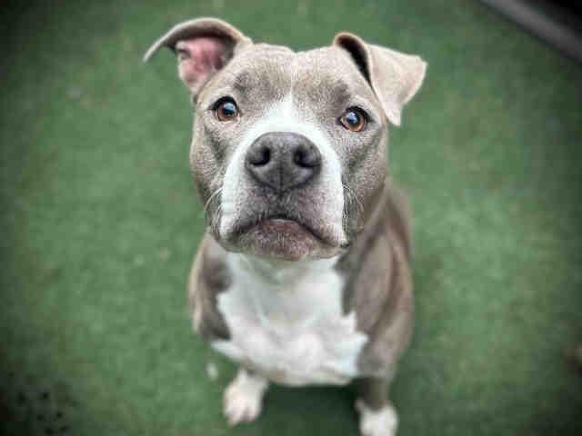 Enlarge BONNIE B, a Adoptable Pit Bull Terrier in Bonita, CA image 1/1