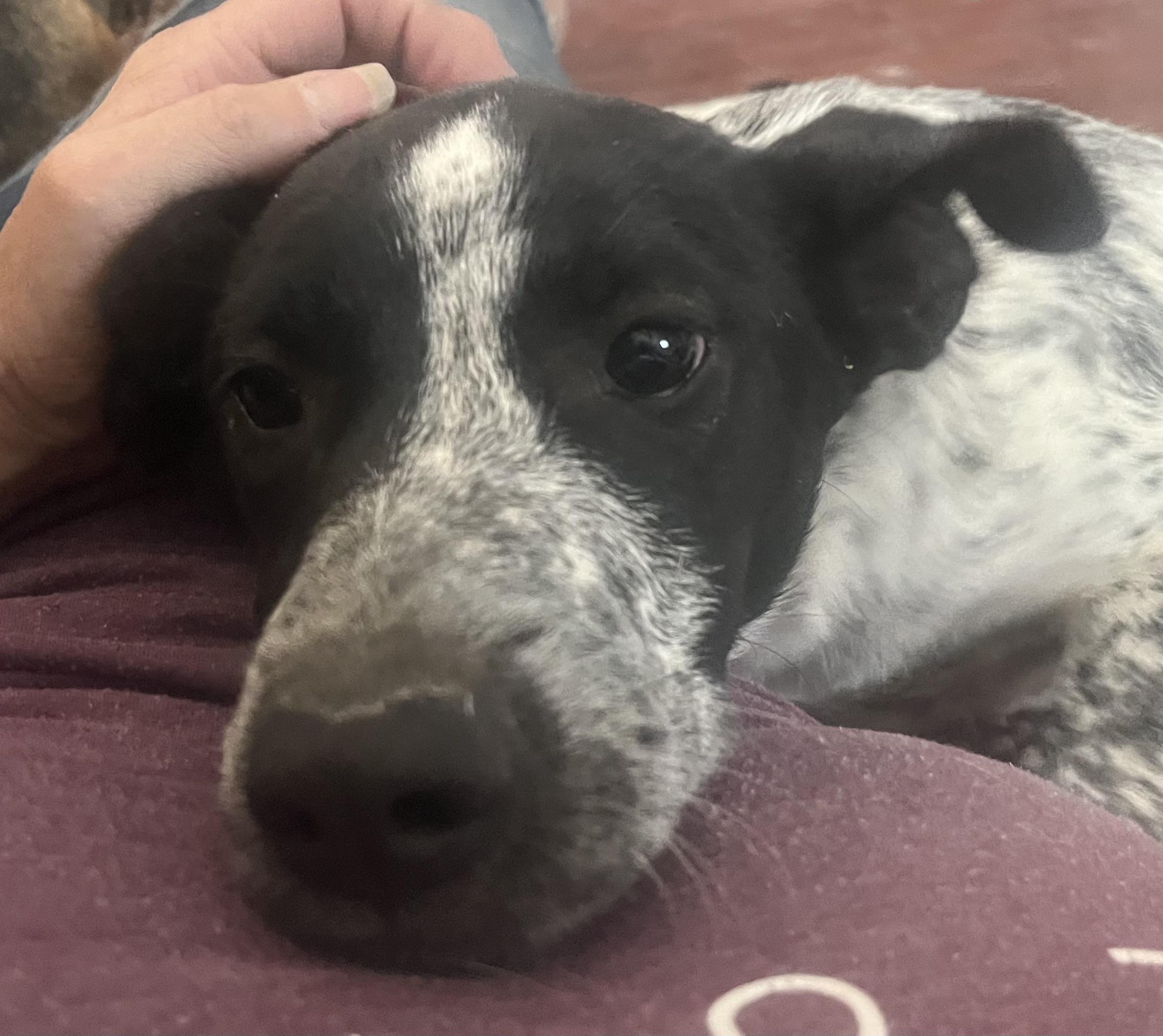 Enlarge Indy, an adopted mixed breed in Longmont, CO image 1/1