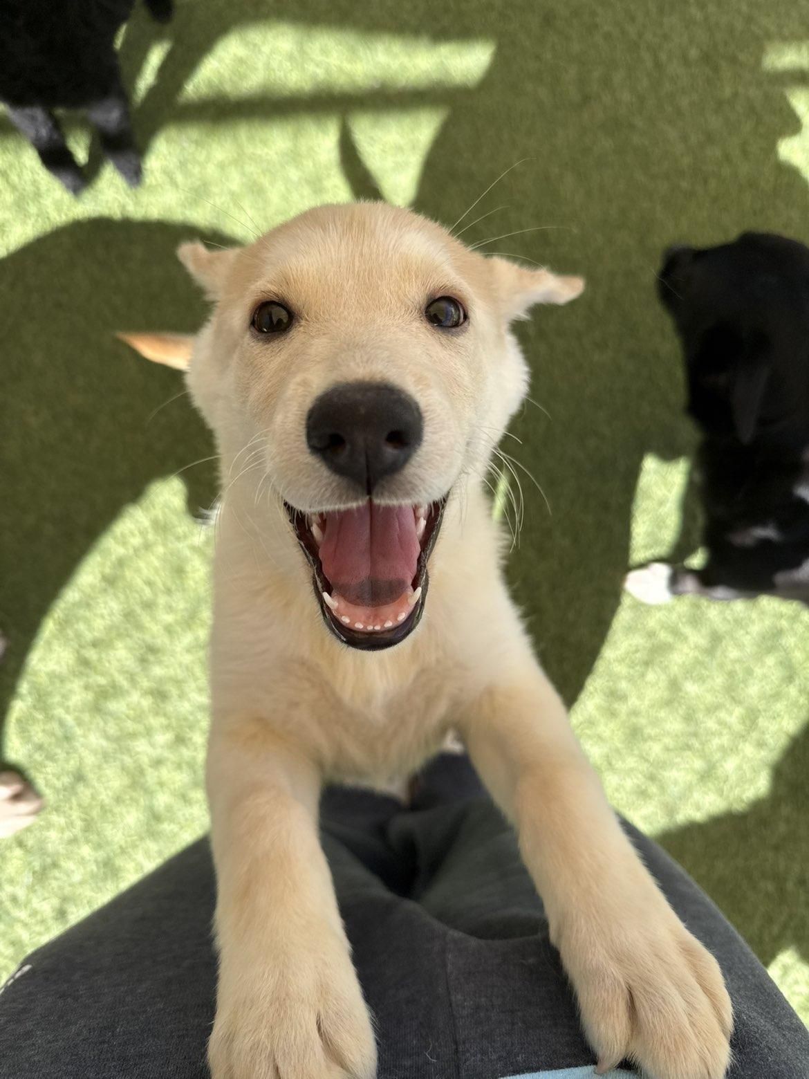 Enlarge Taylor, a Adoptable mixed breed in Aurora, IL image 4/5